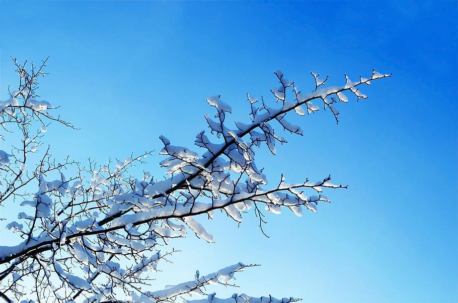 nice, winter, day, tree, trees, macro, snow, snowy, snowed HD wallpaper
