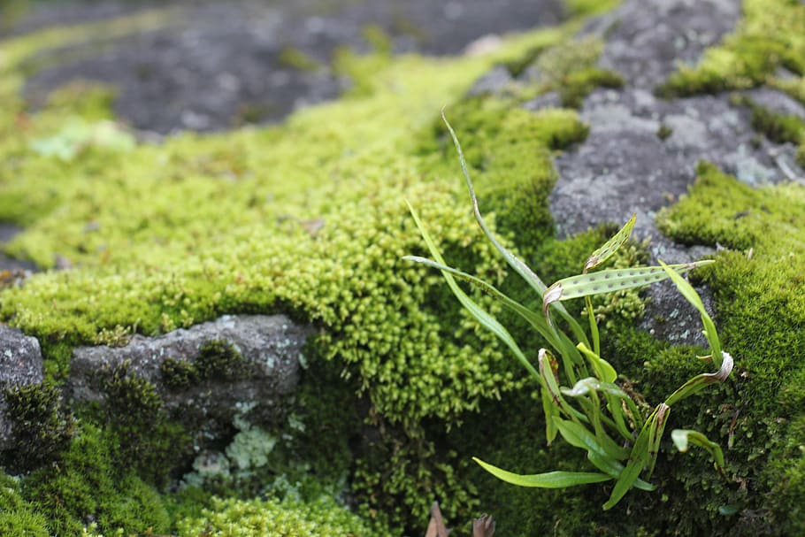 HD wallpaper: moss, rock, grass, japan, mossy, nature, green, growth