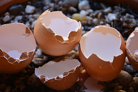 selective focus photography of eggshells filled with water HD wallpaper