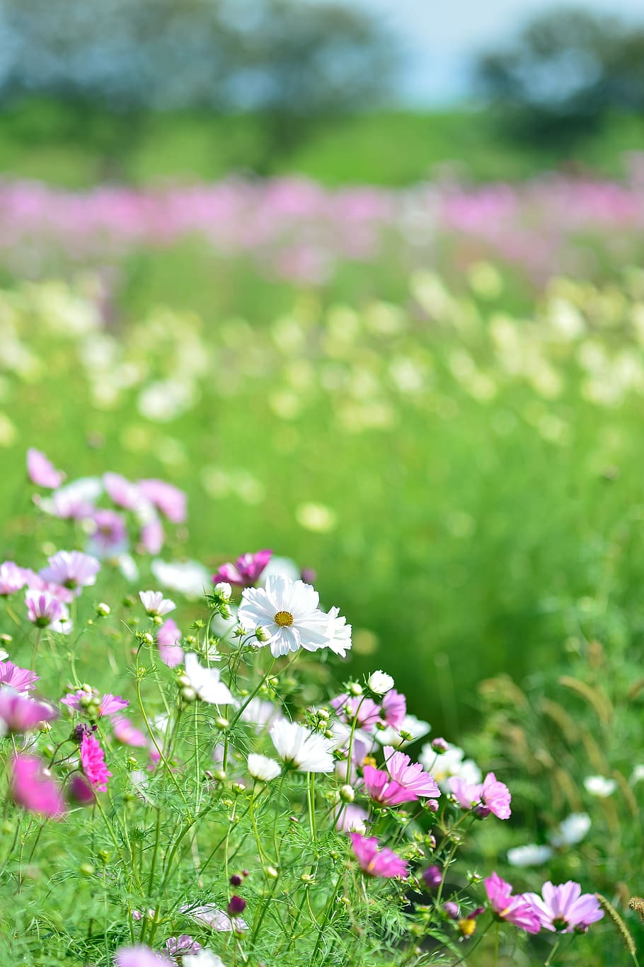 HD wallpaper: landscape, plant, flowers, natural, autumn, green, flower ...