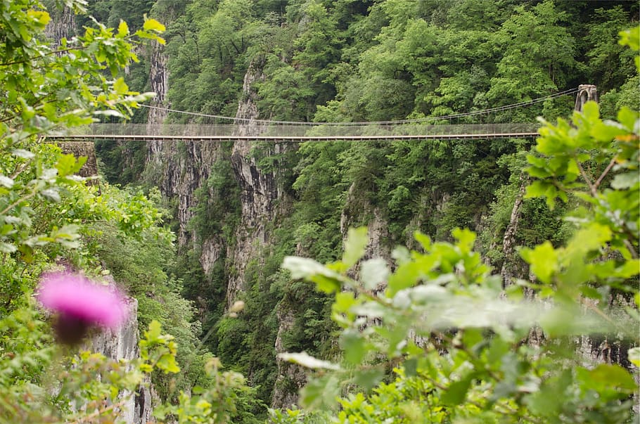 bridge, jungle, trees, plants, growth, green color, beauty in nature HD wallpaper