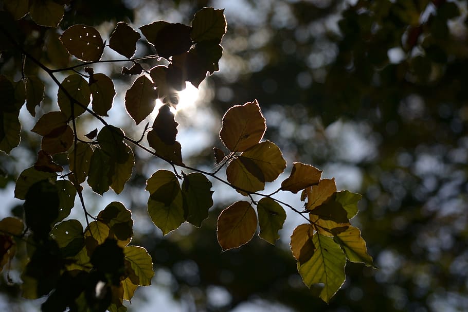 forest, autumn, sun, back light, leaves, fall foliage, sunny HD wallpaper