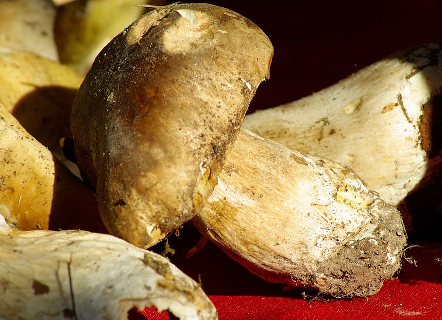 mushrooms, ceps, forest, fall, food, food and drink, close-up HD wallpaper