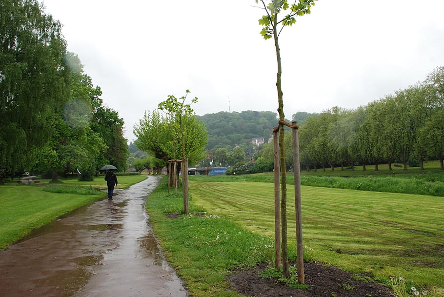 rain, umbrella, water, wet, on the staden, trees, saarbrücken, HD wallpaper
