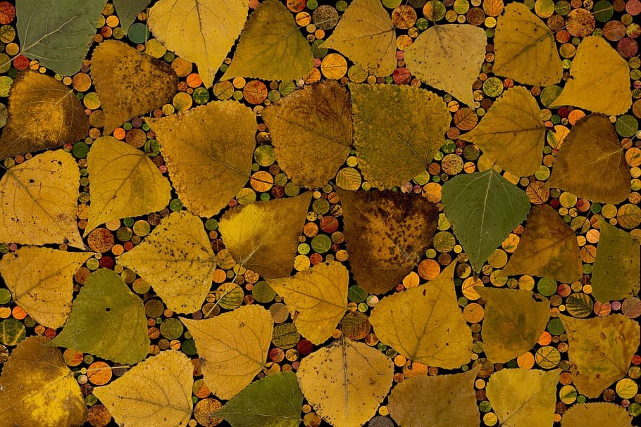 Leaves, Coloring, Composition, fall foliage, arrangement, design HD wallpaper