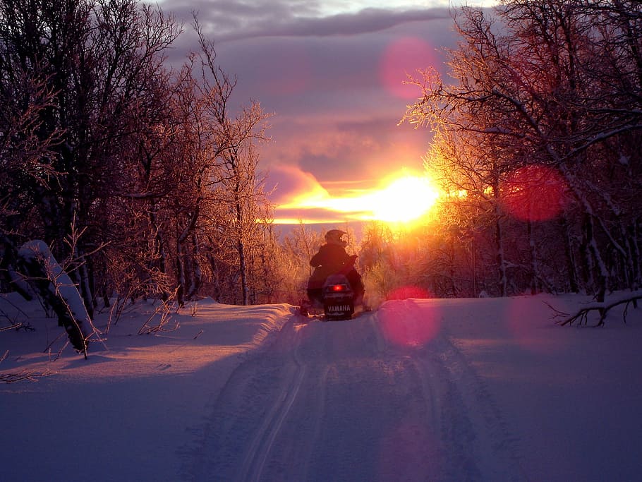 silhouette of person riding snowmobile besides trees during sunset HD wallpaper