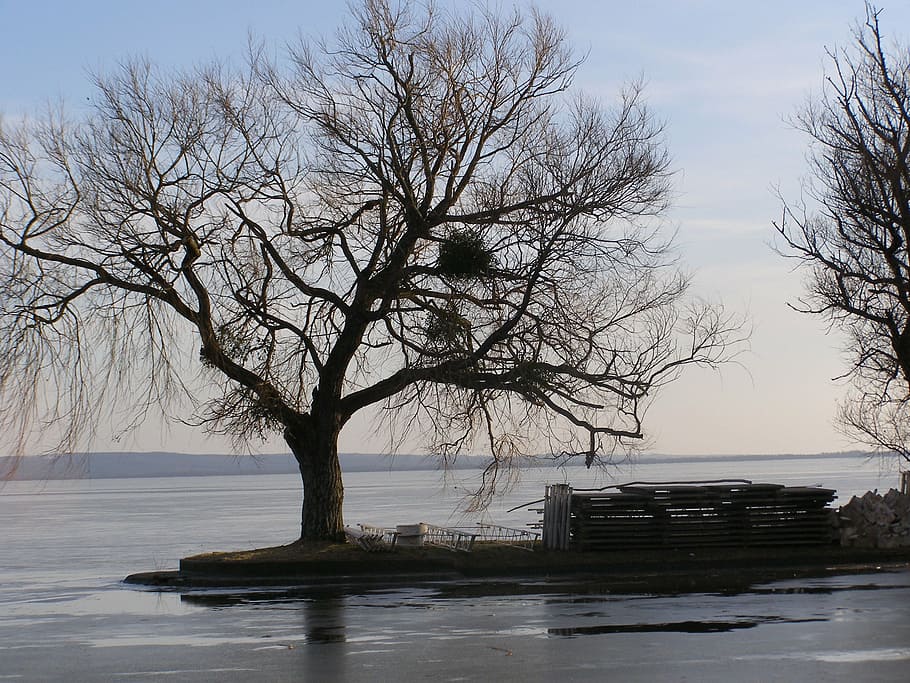 landscape, rain, after, nature, winter, tree, snow, lake, water HD wallpaper