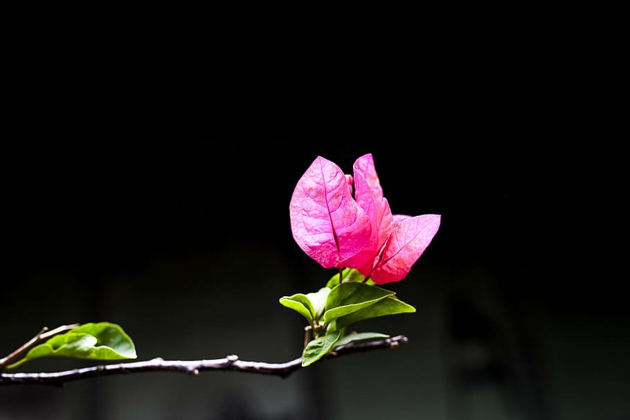 flower, macro, beautiful, black background, fragility, rose - flower HD wallpaper