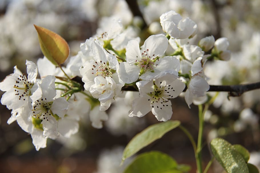 pear, fruit trees, orchard, plant, flowering plant, beauty in nature HD wallpaper