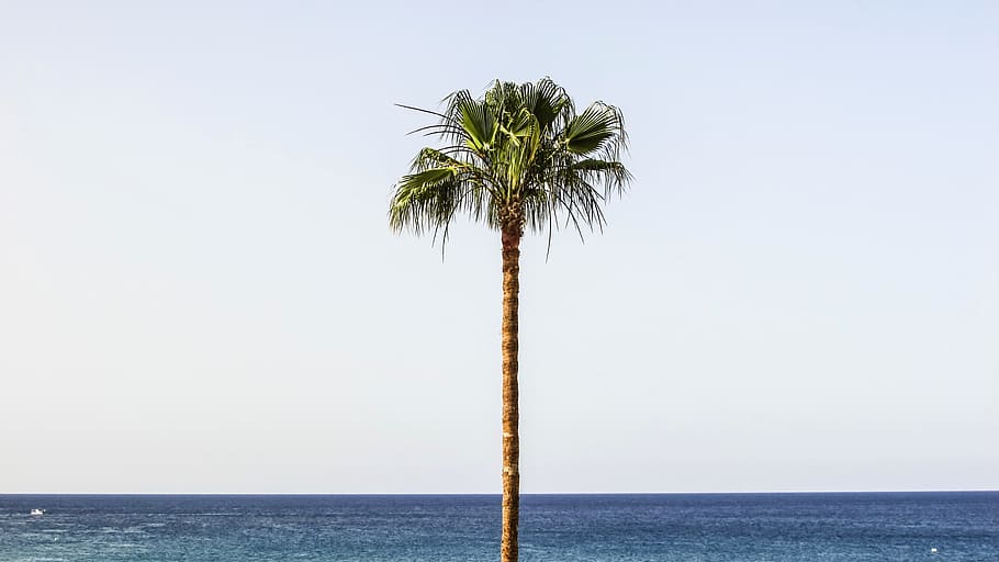 Palm, Beach, Horizon, Palm Tree, sky, exotic, sea, nature, summer HD wallpaper