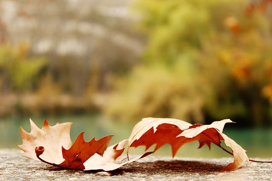 selective focus photography of two red maple leafs, two brown dry leaves