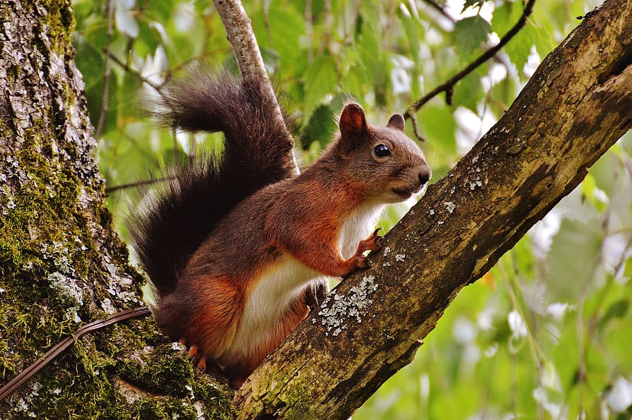 squirrel on top of tree branch, nager, cute, nature, rodent HD wallpaper