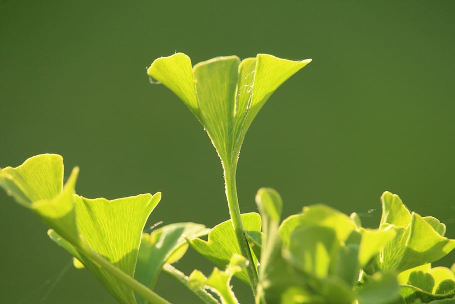 gingko, green, plant, leaf, nature, plant part, green color HD wallpaper