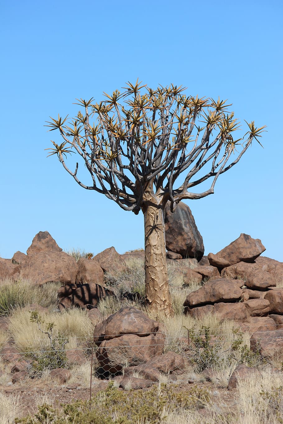 quiver tree, namibia, africa, nature, desert, stone desert HD wallpaper
