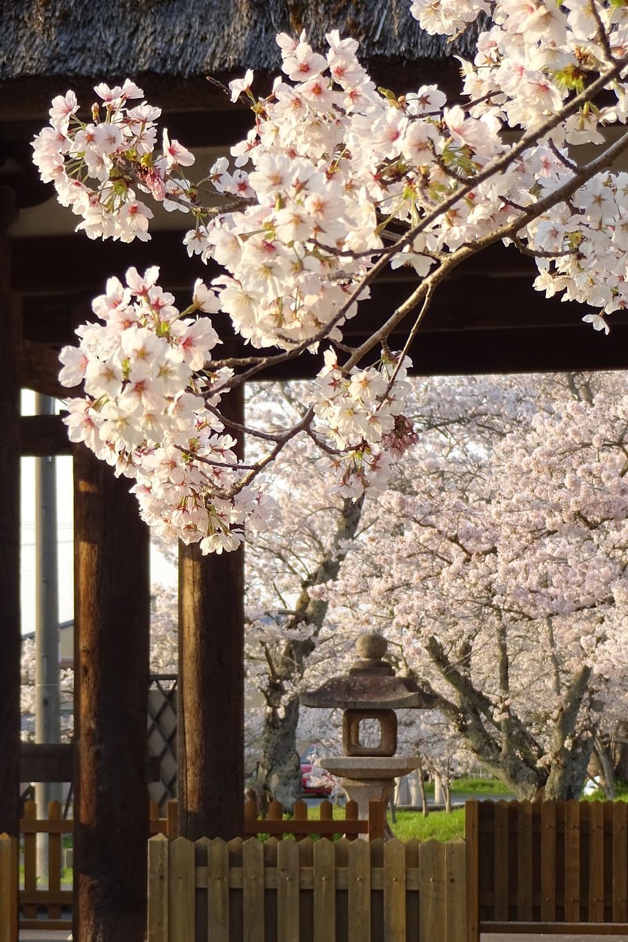 cherry, spring, spring flowers, shrine, beautiful, japan, plant HD wallpaper
