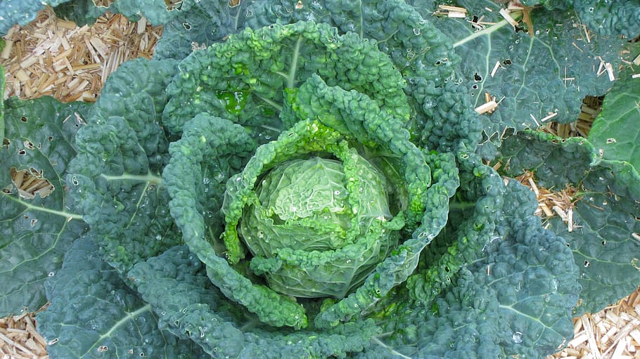green cabbage, vegetable, kitchen garden, raw cabbage, green color HD wallpaper