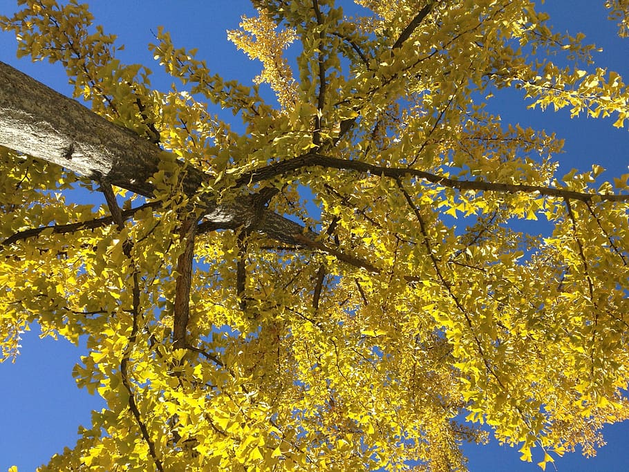 tree, trees, log, leaves, sky, green, old tree, nature, autumn HD wallpaper