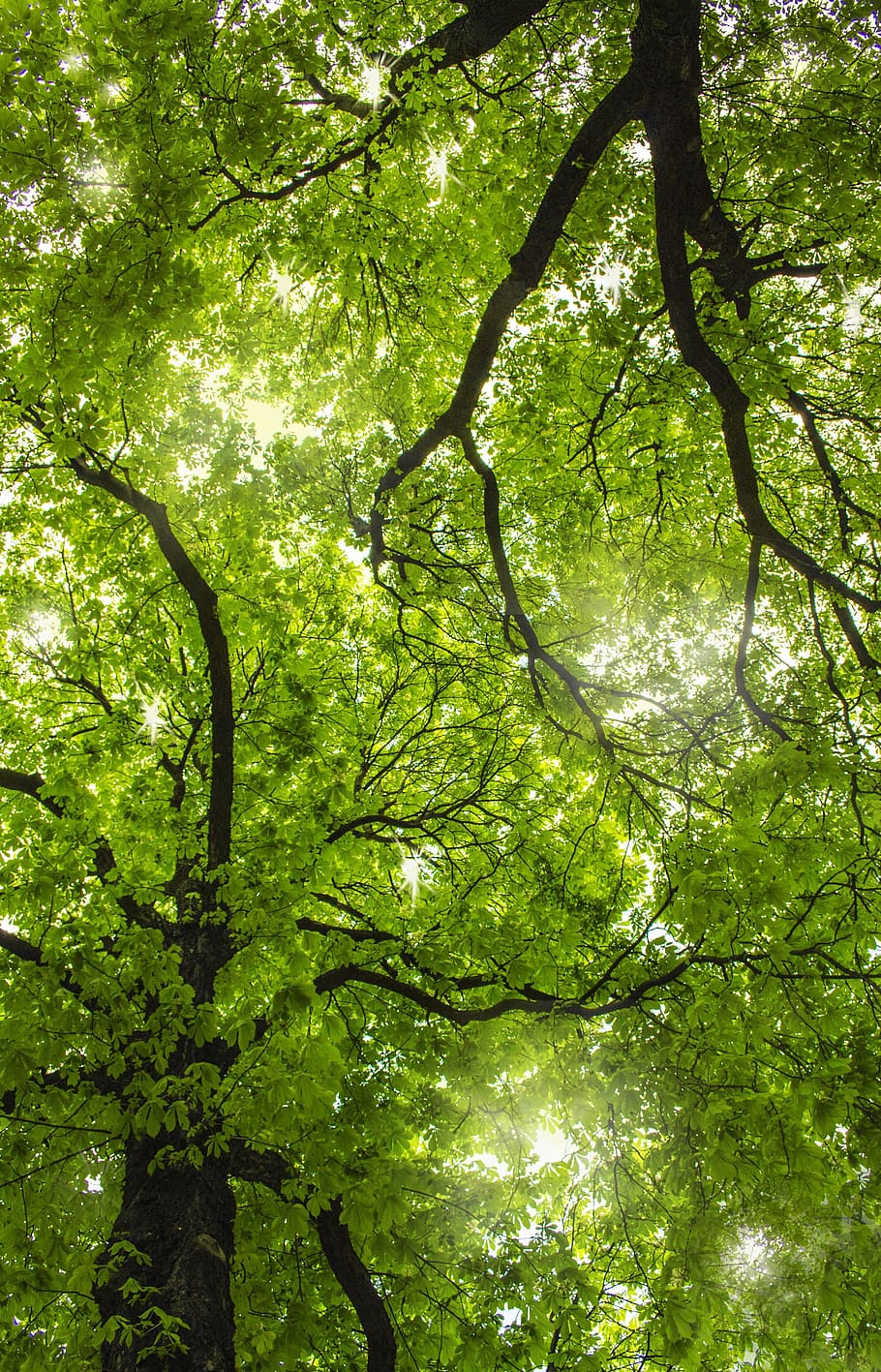 tree, leaf, nature, branch, the environment, landscape, park HD wallpaper