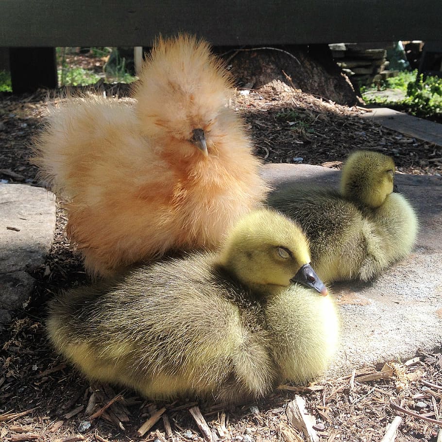 silkie, chick, sleeping, goslings, livestock, young, fluffy