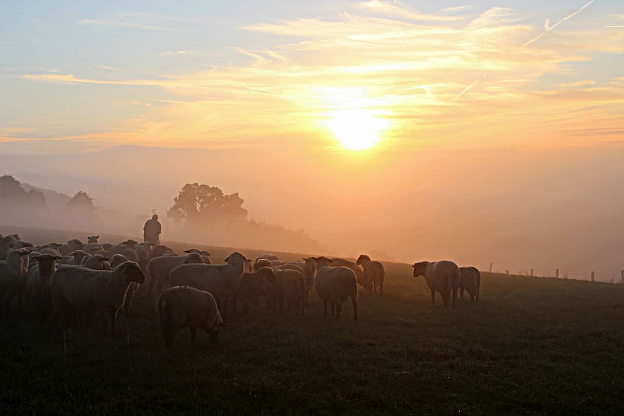 HD wallpaper: herd of sheep, shepherd, pasture, field, fog, nature