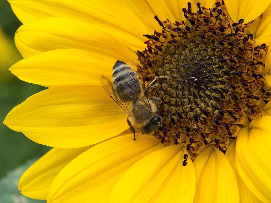 macro, insect, bee, nature, forage, flying insect, sunflower HD wallpaper