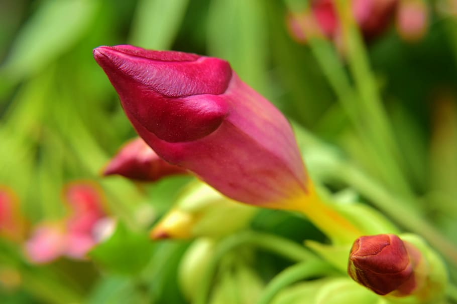bud, red, nature, foliage, blur, flower, flowering plant, freshness HD wallpaper
