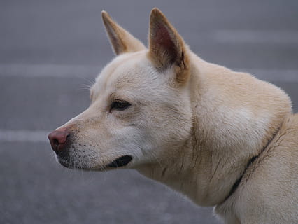mix, dog, hybrid, medium-sized, ishigaki, public health center HD wallpaper
