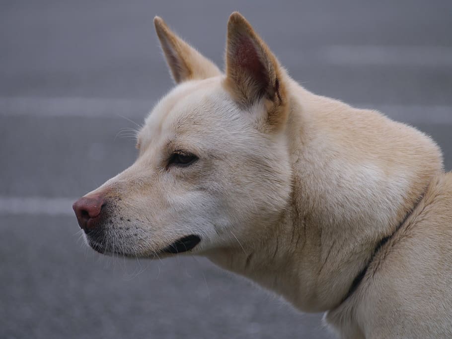 mix, dog, hybrid, medium-sized, ishigaki, public health center HD wallpaper