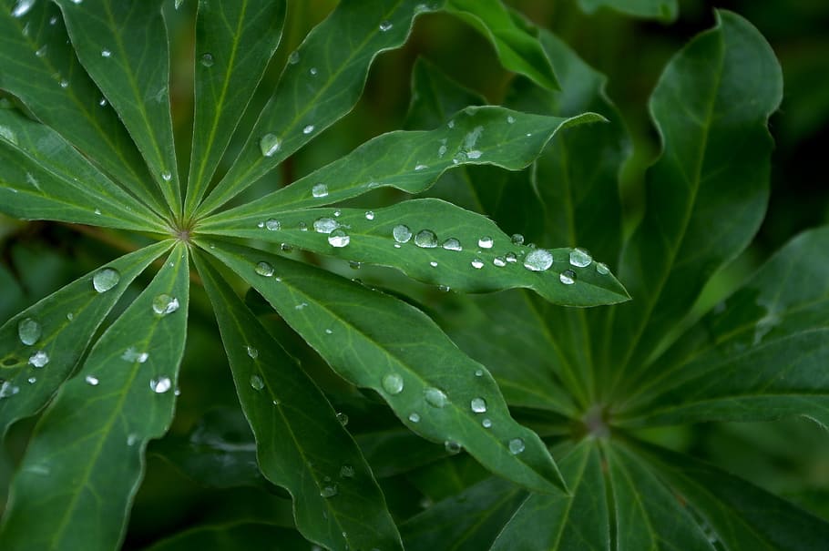leaf, green, nature, foliage, plant, garden, plants, the background HD wallpaper