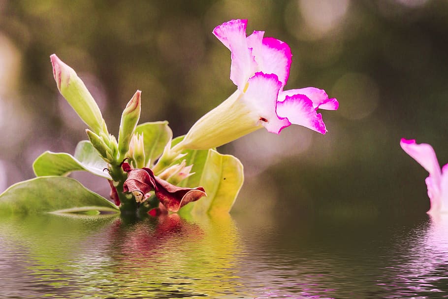 flower, technology, thuat, flowering plant, beauty in nature HD wallpaper