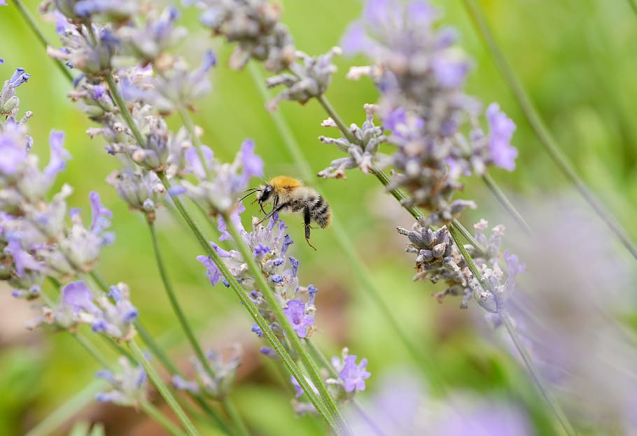 bee, lavender, insect, violet, garden, lavender flowers, macro HD wallpaper