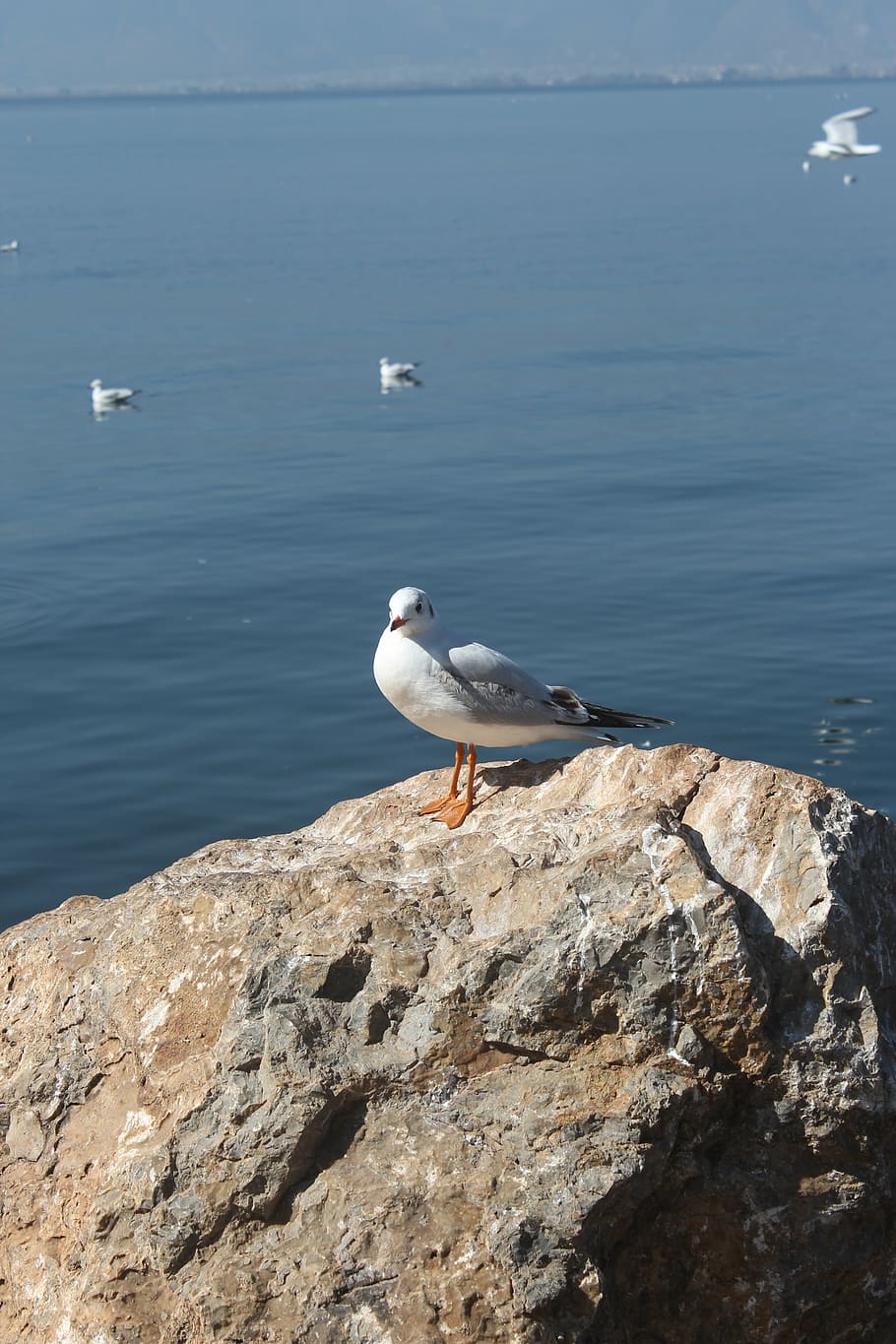 seagull, erhai lake, stone, animal themes, animal wildlife HD wallpaper