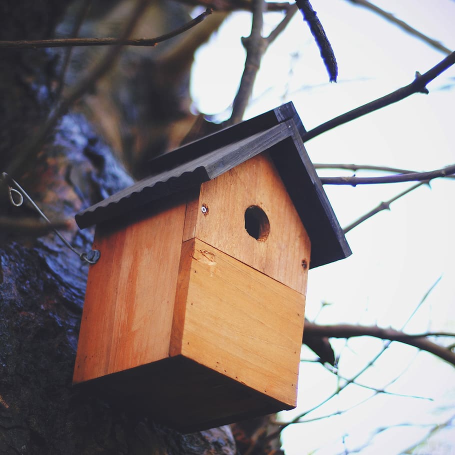 low-angle photography of brown wooden birdhouse, shallow focus photography of brown and black wooden bird house HD wallpaper