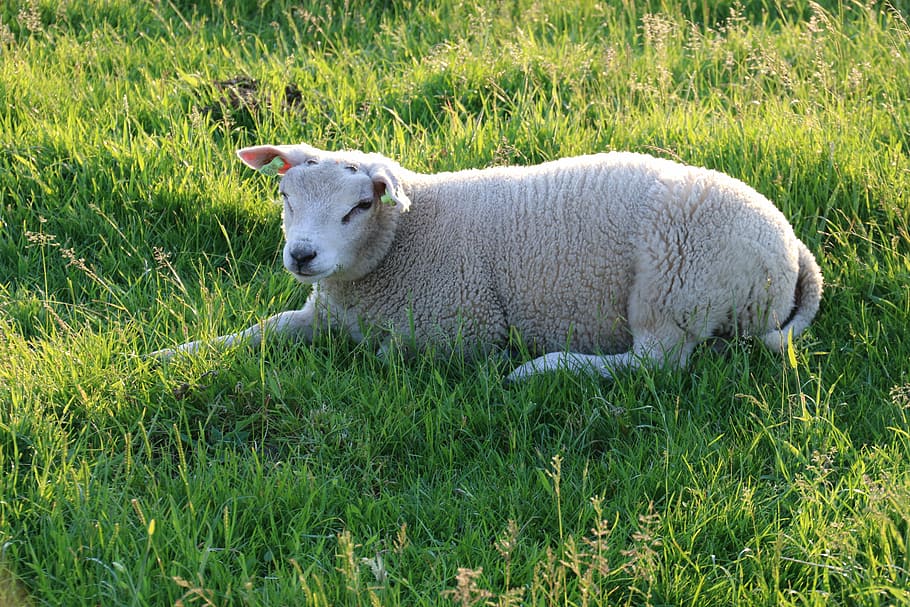 texel, sheep, animals, young, grass, summer, pasture, lay down HD wallpaper