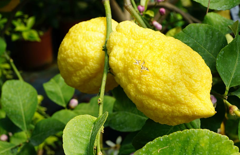 lemon tree, italy, summer, garden, sour, juice, smoothie, nature HD wallpaper