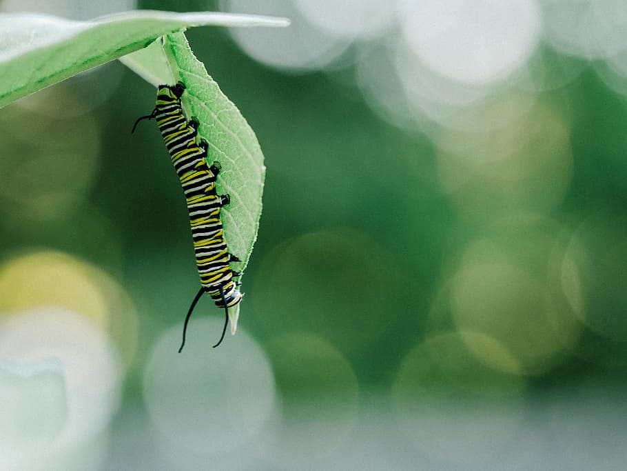 tiger caterpillar under leaf, green, black, and white worm on green leaf HD wallpaper