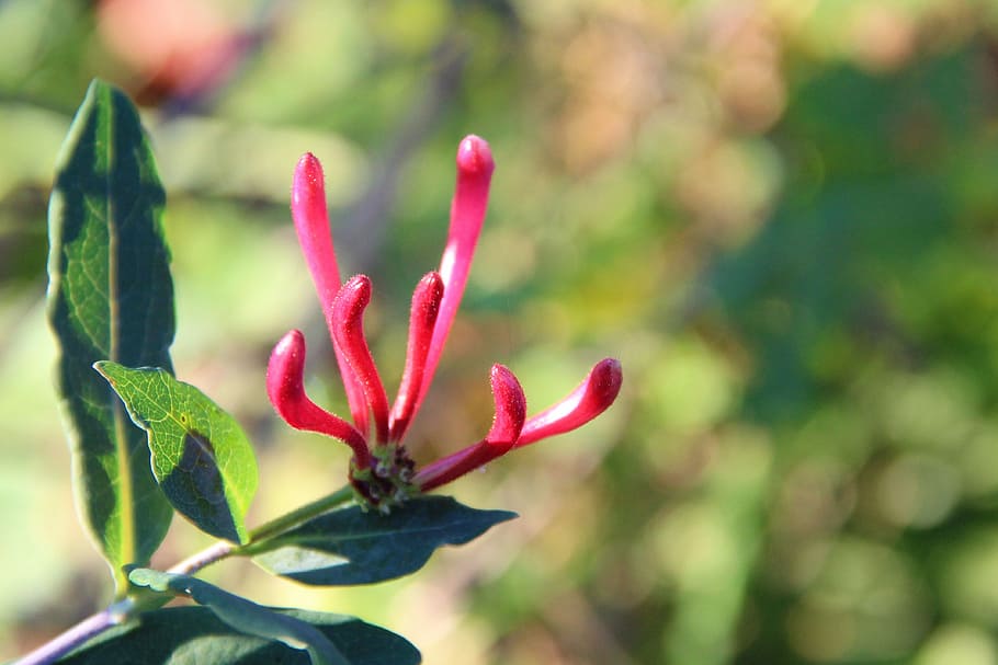 Honeysuckle, Blossom, Bloom, red, lonicera xylosteum, growth HD wallpaper