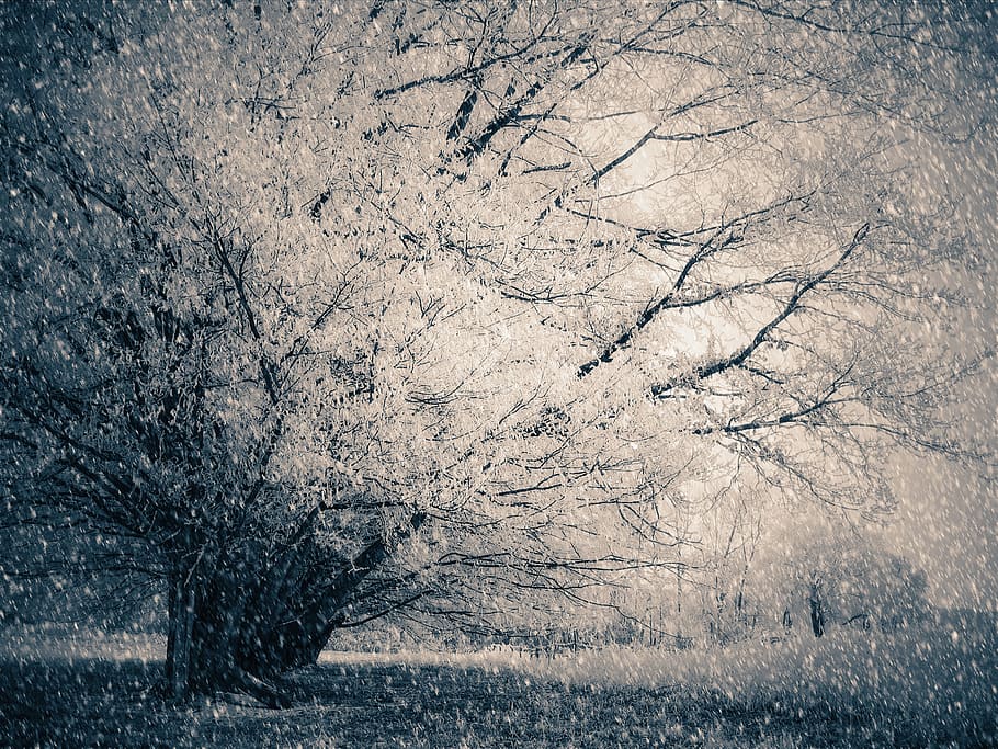 wintry, snow, tree, plant, winter, no people, cold temperature HD wallpaper