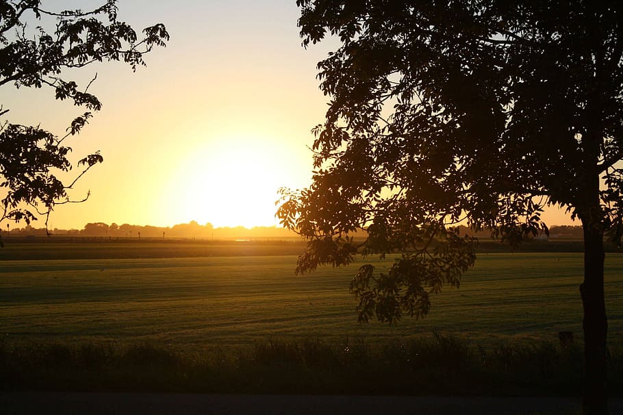 Sun, Tree, Nature, sunset, field, tranquil scene, agriculture HD wallpaper