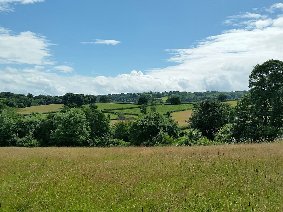 fields, wales, scenery, summer, trees, landscape, plant, tranquil scene HD wallpaper
