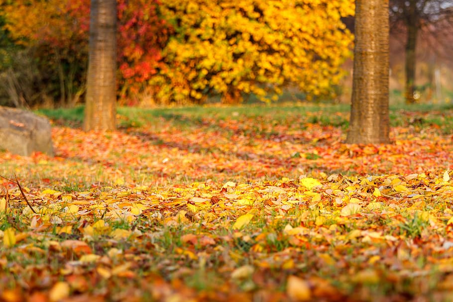 autumn, leaves, leaf, fall foliage, golden autumn, nature, forest HD wallpaper