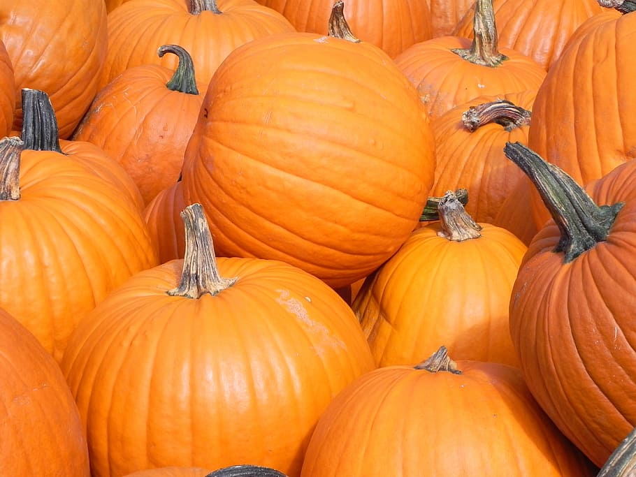 pumpkin, halloween, thanksgiving, fall, pasture, food and drink HD wallpaper
