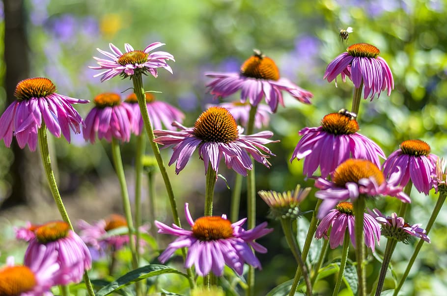 Worker Bee, Flowers, bees, coneflowers, spring, nature, plant HD wallpaper