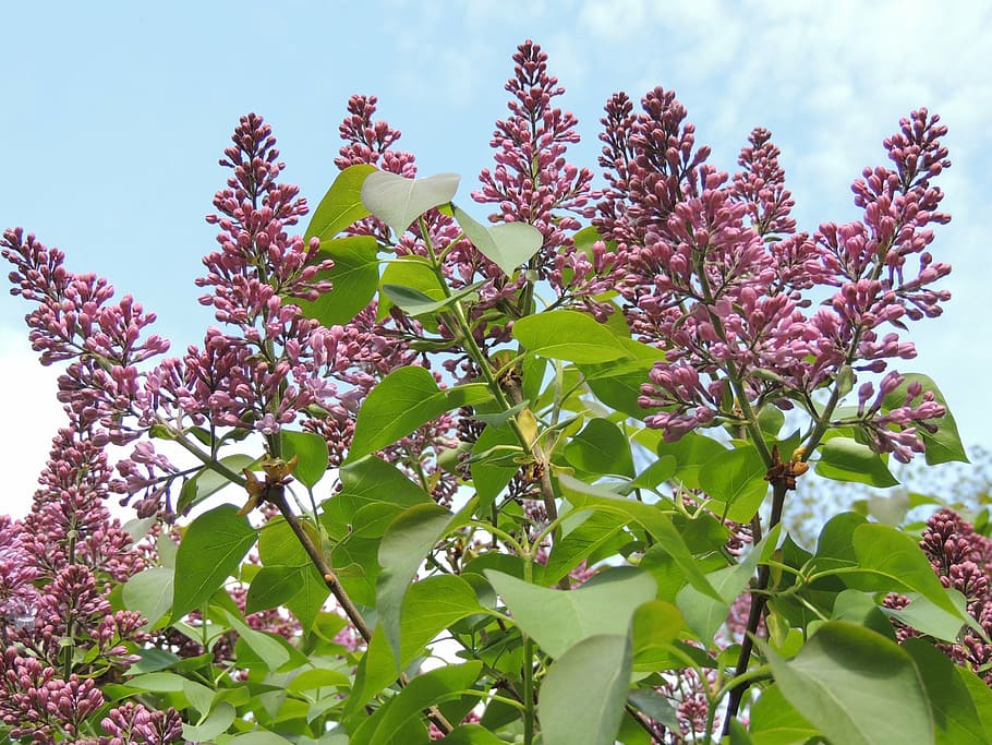 lilac, flower, plant, growth, beauty in nature, low angle view HD wallpaper