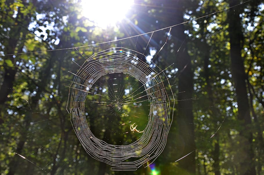 Web, Autumn, Forest, nature, outdoors, drop, spider Web, summer HD wallpaper