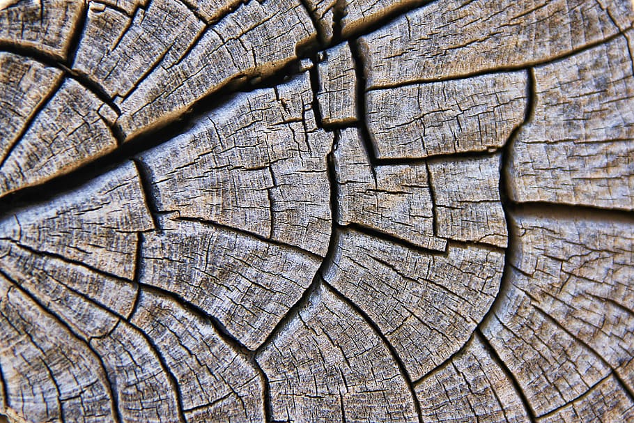 natural wood in close up photo, texture, grain, structure, background HD wallpaper