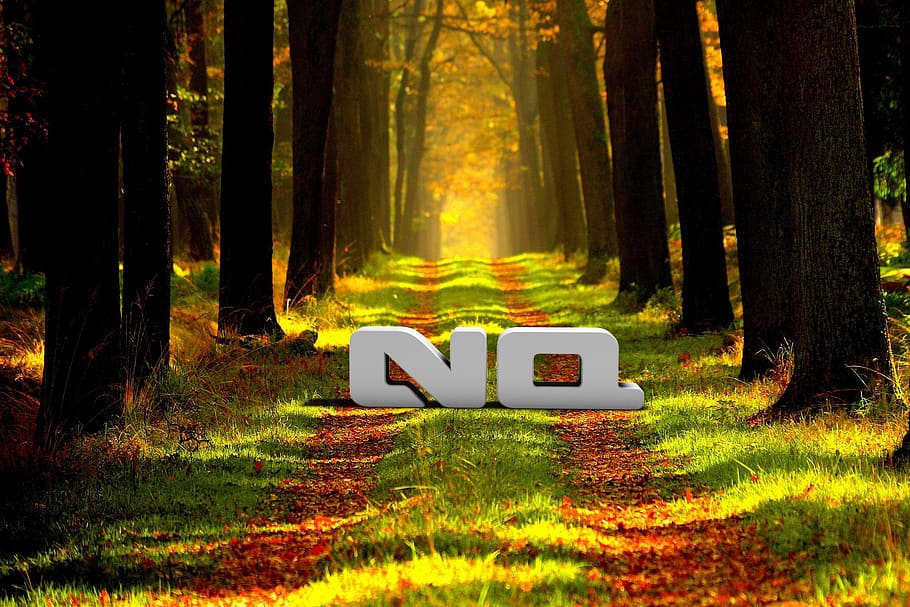 nature, autumn, forest, article, nq, plant, tree, land, tree trunk HD wallpaper