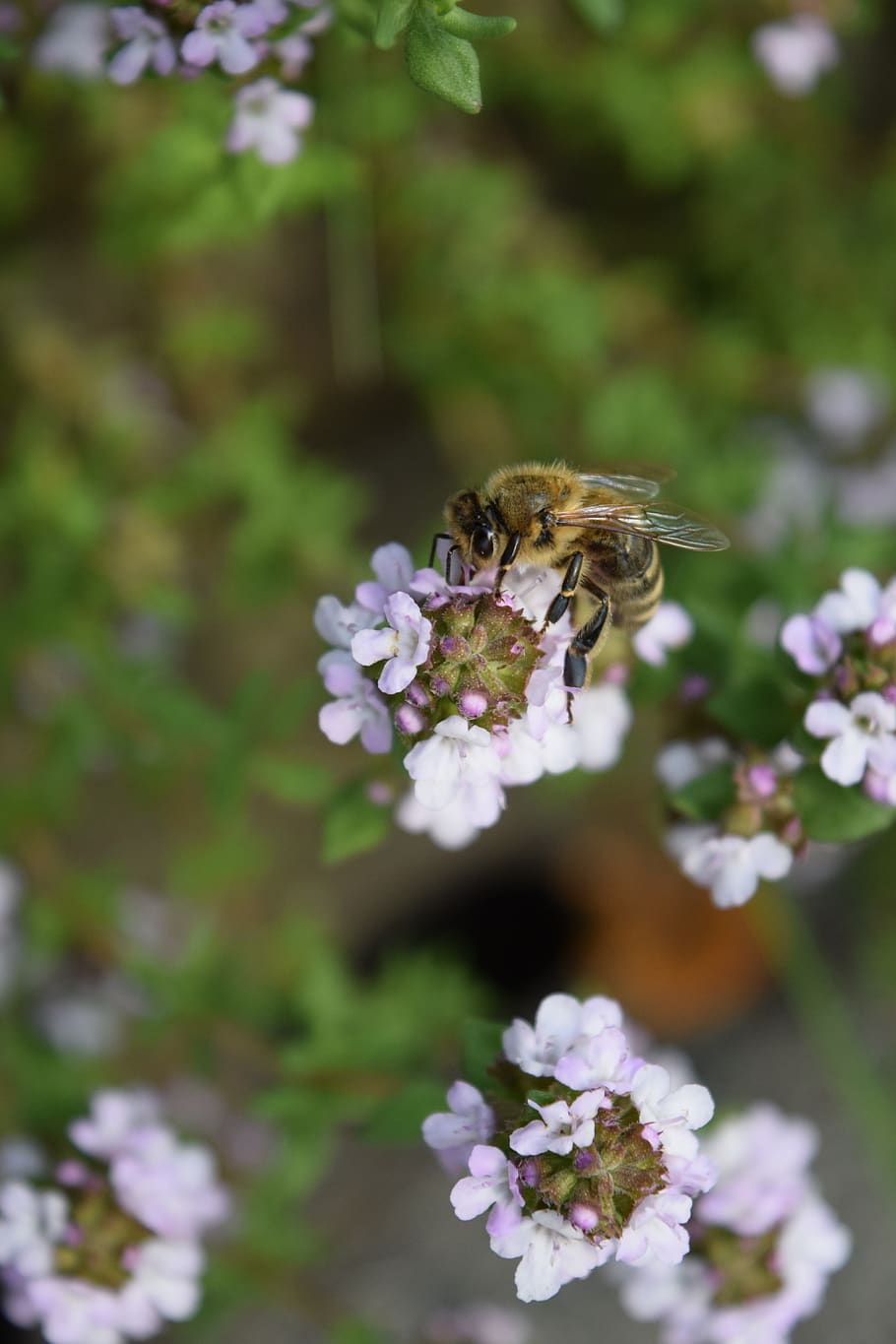 bee, close up, insect, pink, spring, flower, nectar, flower violet HD wallpaper