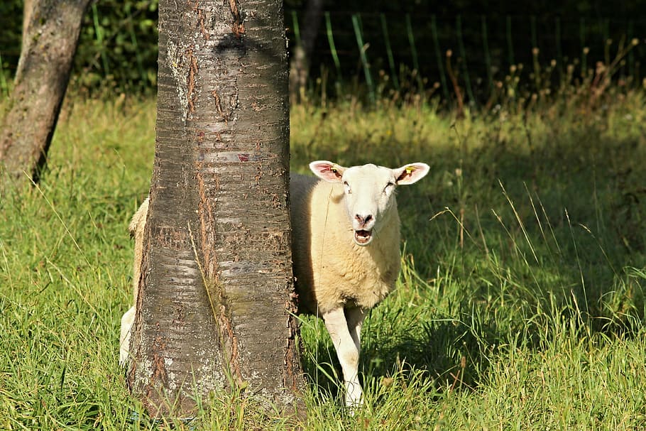 sheep, tree, landscape, nature, meadow, grass, pasture, graze HD wallpaper