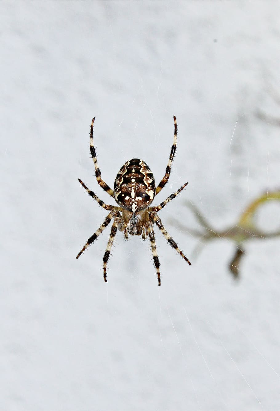 spider, close, cobweb, arachnid, garden spider, one animal HD wallpaper